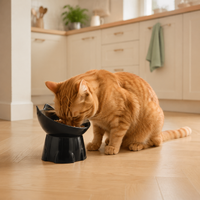 Raised & Tilted Cat Bowl