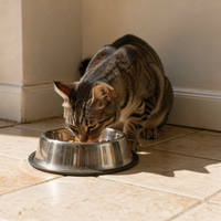 Cat eating from a stainless steel pet bowl in a bright home