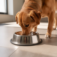 Dog drinking from a stainless steel pet bowl in natural daylight